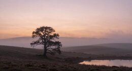 serene unchanging atmospheric melodies